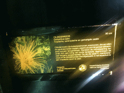 Explanation on the Cerianthus anemone at the Aquarium at the Ouwehands Dierenpark zoo