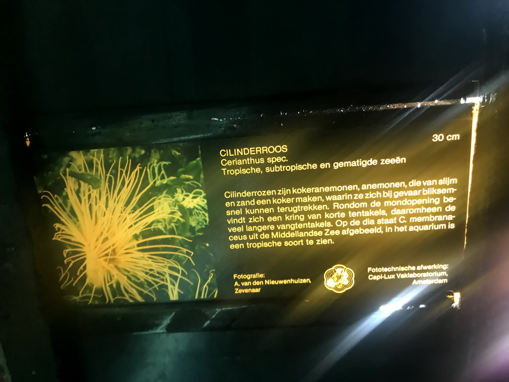 Explanation on the Cerianthus anemone at the Aquarium at the Ouwehands Dierenpark zoo