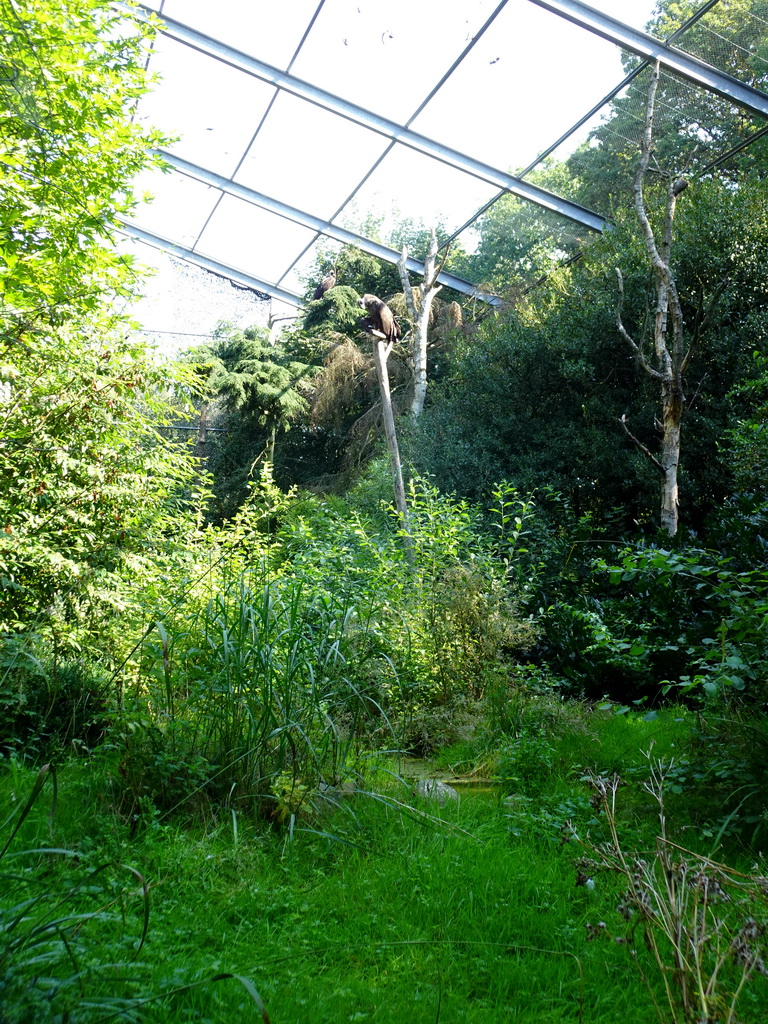 Cinereous Vultures at the Aviary of the Ouwehands Dierenpark zoo