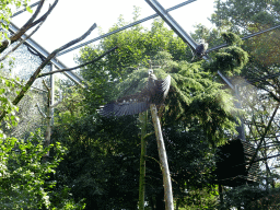 Cinereous Vultures at the Aviary of the Ouwehands Dierenpark zoo