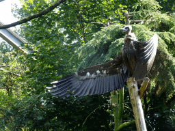 Cinereous Vulture at the Aviary of the Ouwehands Dierenpark zoo