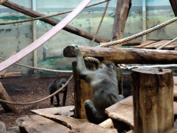 Mandrills at the Ouwehands Dierenpark zoo