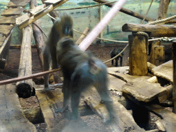Mandrills at the Ouwehands Dierenpark zoo