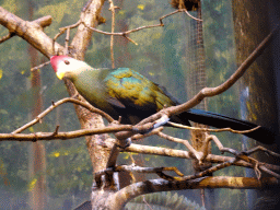 Red-crested Turaco at the Ouwehands Dierenpark zoo