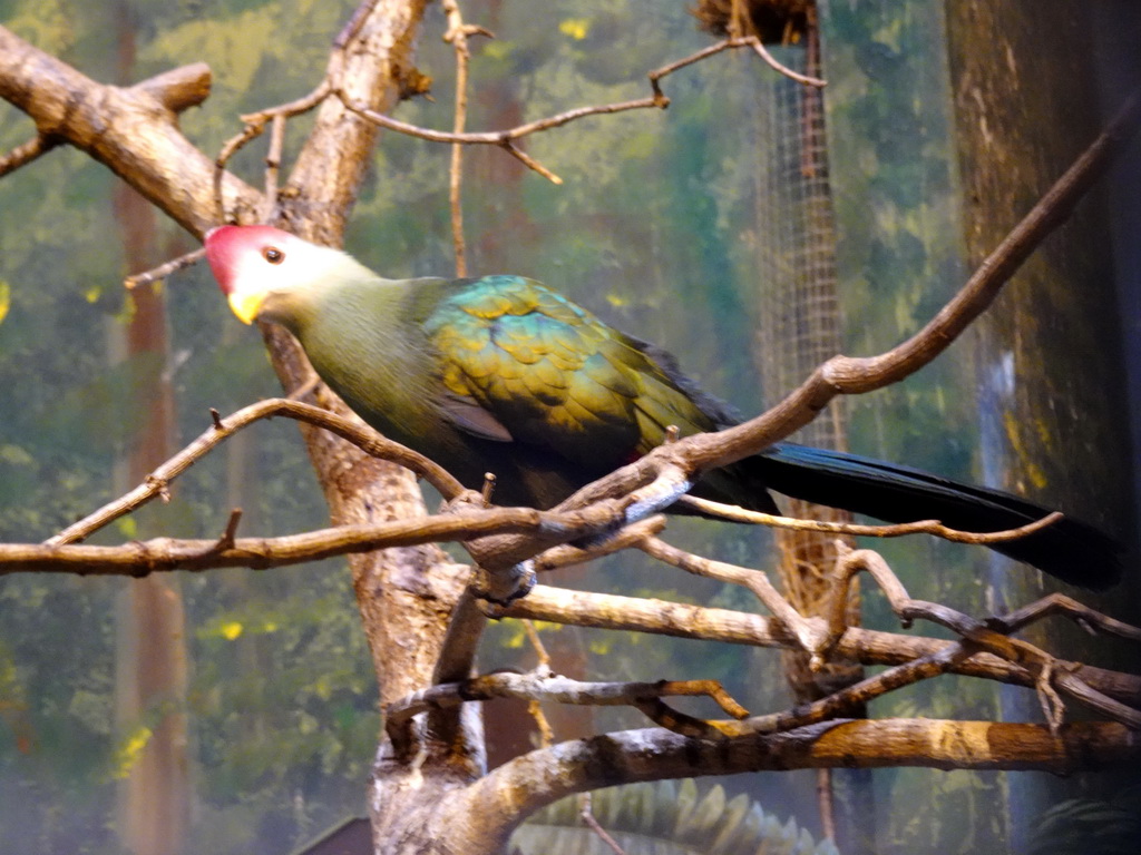 Red-crested Turaco at the Ouwehands Dierenpark zoo