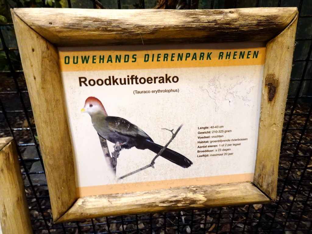 Explanation on the Red-crested Turaco at the Ouwehands Dierenpark zoo