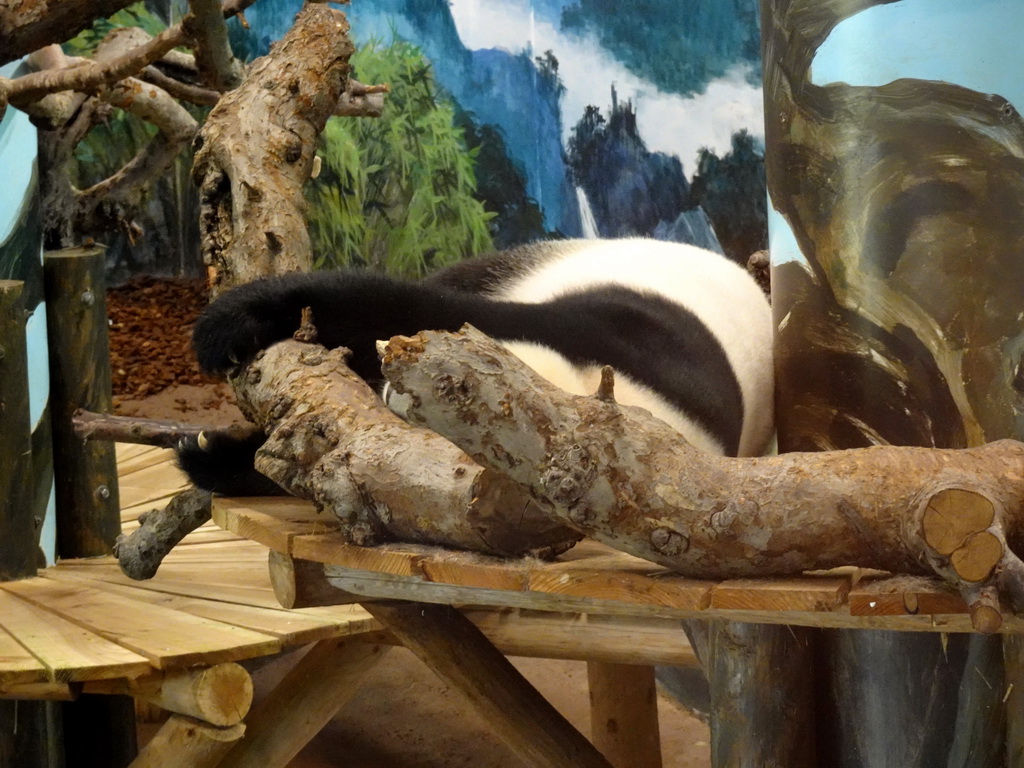 The Giant Panda `Wu Wen` in her residence at Pandasia at the Ouwehands Dierenpark zoo