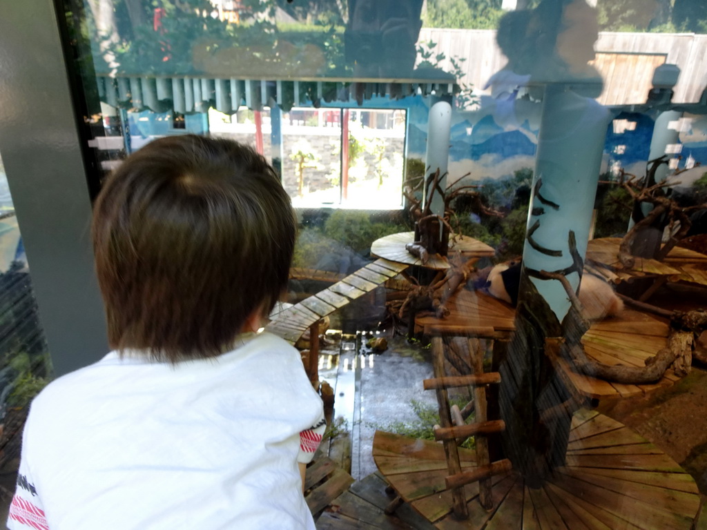 Max looking at the Giant Panda `Wu Wen` in her residence at Pandasia at the Ouwehands Dierenpark zoo