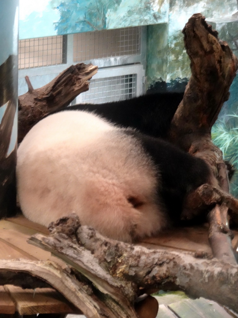 The Giant Panda `Wu Wen` in her residence at Pandasia at the Ouwehands Dierenpark zoo