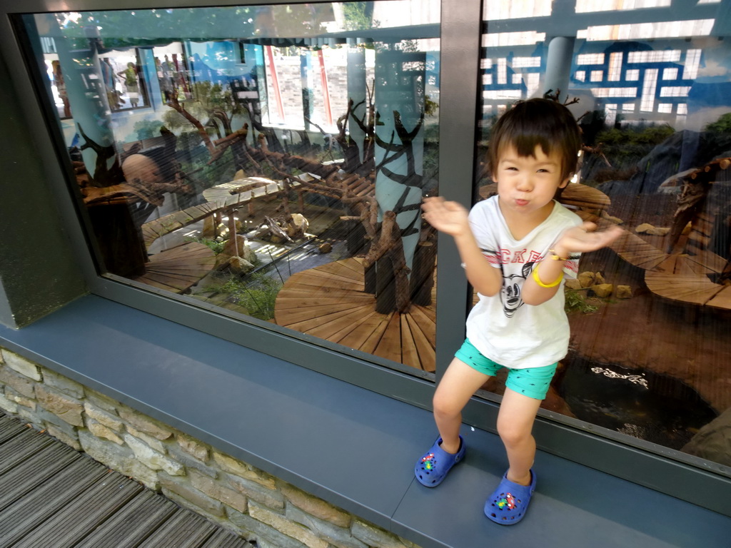 Max with the Giant Panda `Wu Wen` in her residence at Pandasia at the Ouwehands Dierenpark zoo