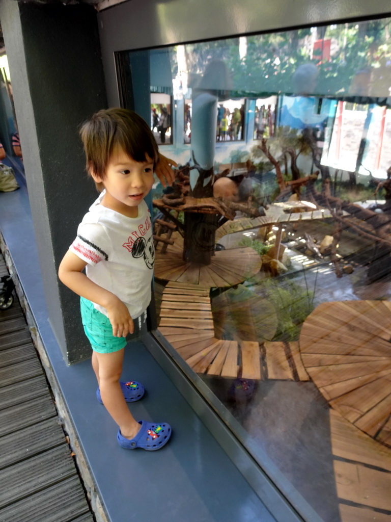 Max with at the Giant Panda `Wu Wen` in her residence at Pandasia at the Ouwehands Dierenpark zoo