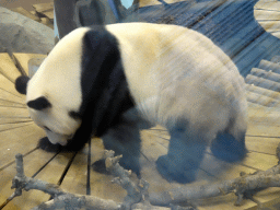 The Giant Panda `Xing Ya` in his residence at Pandasia at the Ouwehands Dierenpark zoo