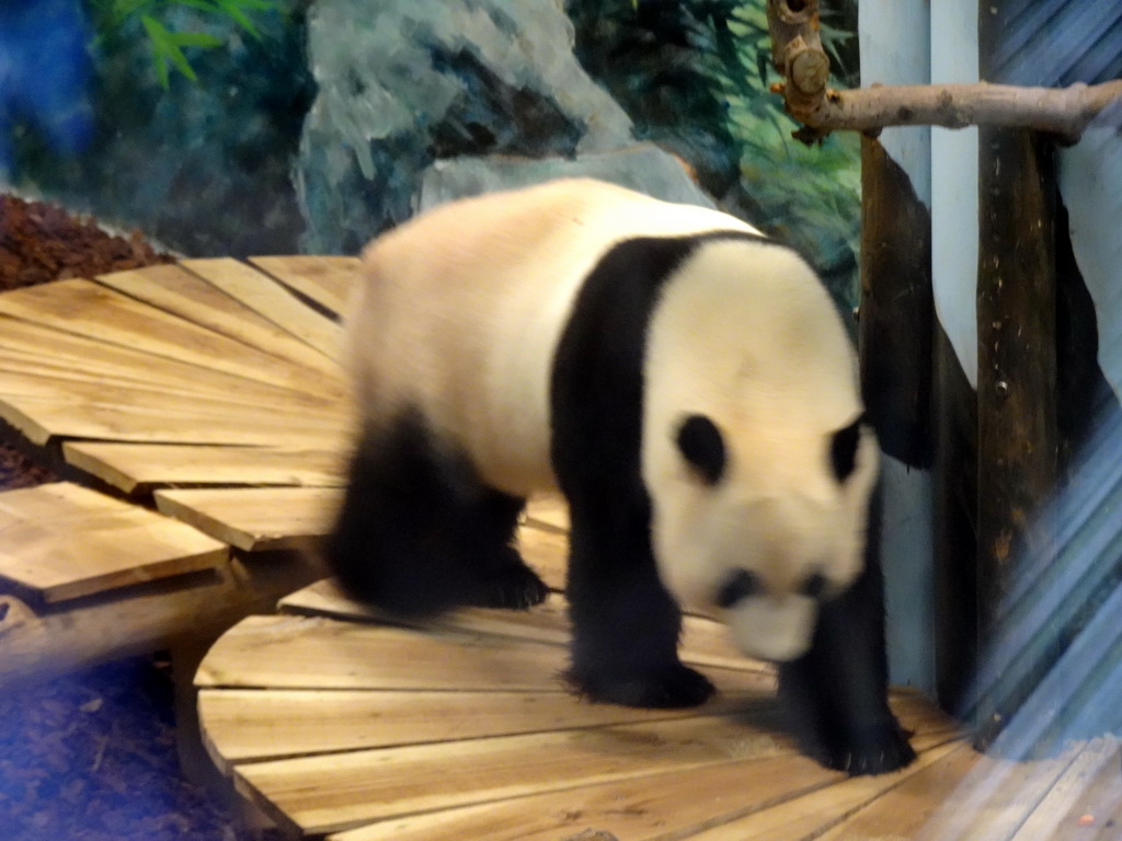 The Giant Panda `Xing Ya` in his residence at Pandasia at the Ouwehands Dierenpark zoo