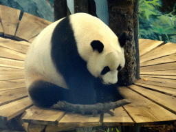 The Giant Panda `Xing Ya` in his residence at Pandasia at the Ouwehands Dierenpark zoo