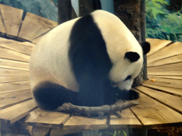 The Giant Panda `Xing Ya` in his residence at Pandasia at the Ouwehands Dierenpark zoo