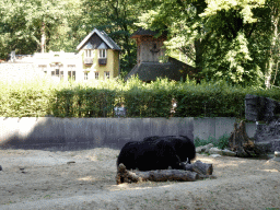 Yaks and the Karpatica village at the Ouwehands Dierenpark zoo