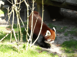 Red Panda at the Ouwehands Dierenpark zoo