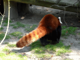 Red Panda at the Ouwehands Dierenpark zoo