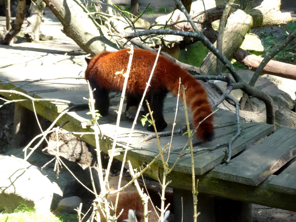 Red Panda at the Ouwehands Dierenpark zoo