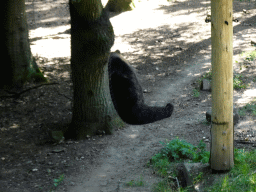 Brown Bear at the Berenbos Expedition at the Ouwehands Dierenpark zoo