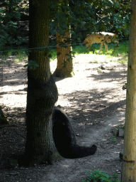 Brown Bear and Wolf at the Berenbos Expedition at the Ouwehands Dierenpark zoo