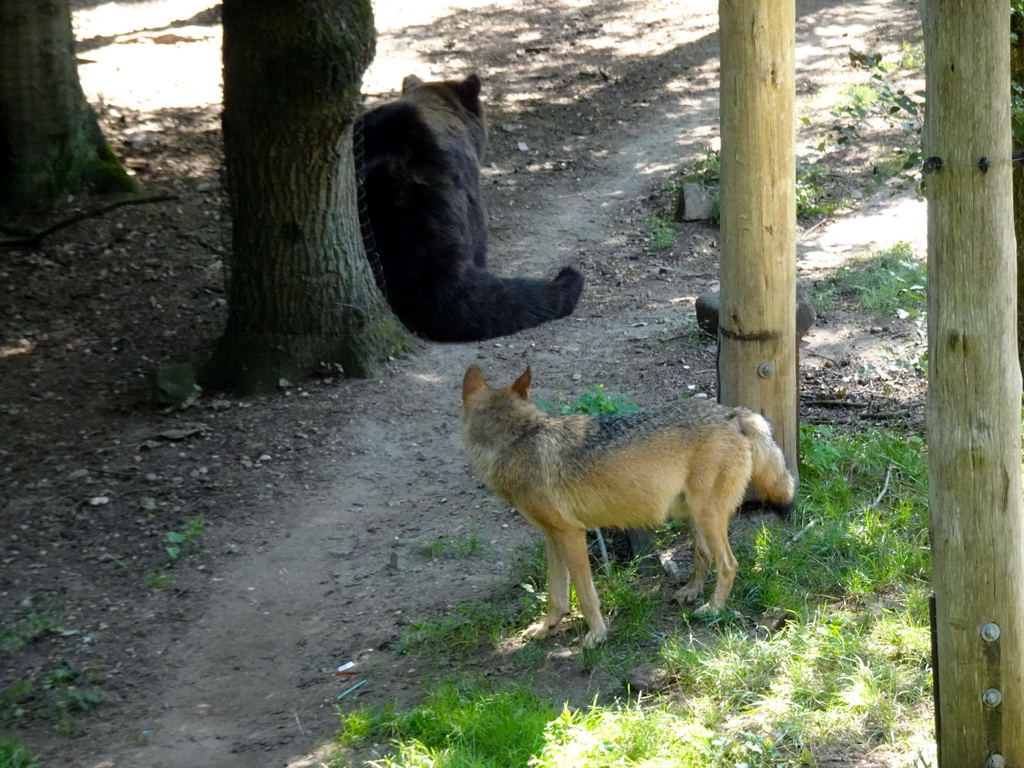 Brown Bear and Wolf at the Berenbos Expedition at the Ouwehands Dierenpark zoo
