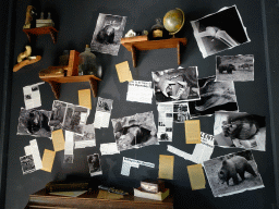 Photographs and information on bears at the information center of the Sun Bears at the Ouwehands Dierenpark zoo