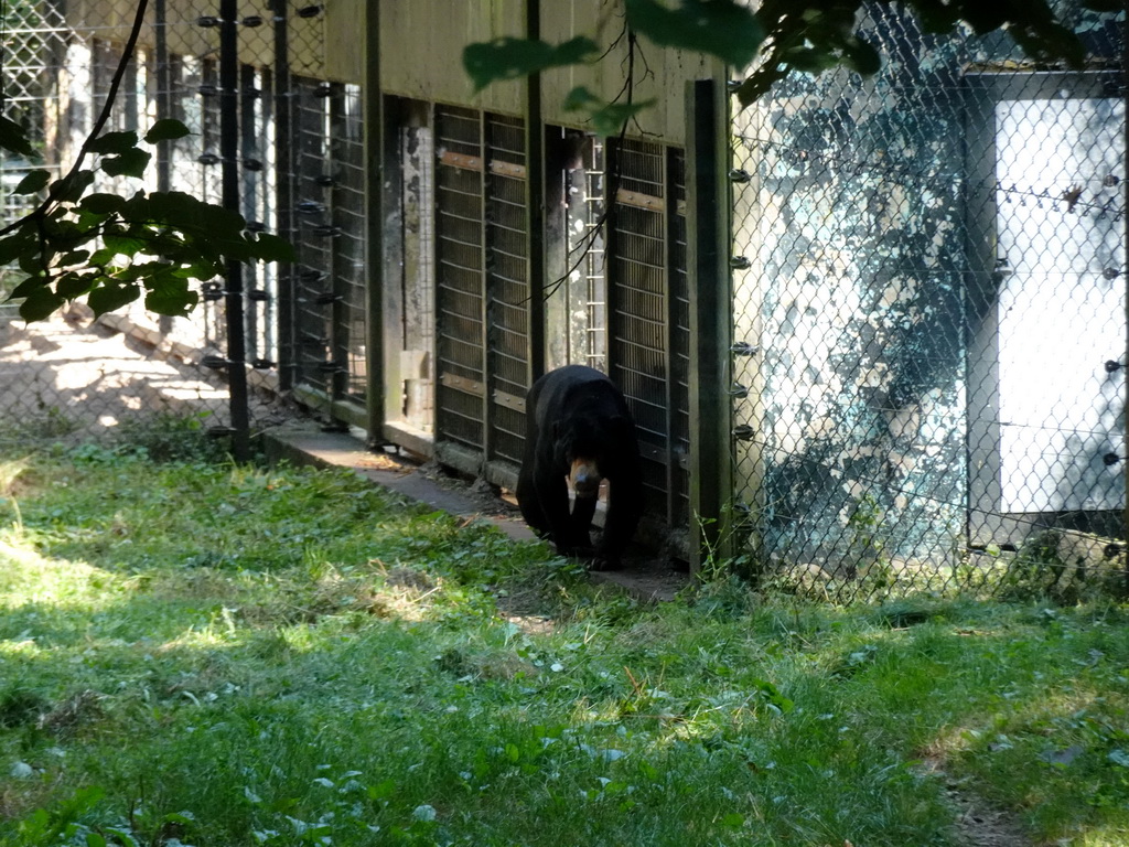 Sun Bear at the Ouwehands Dierenpark zoo