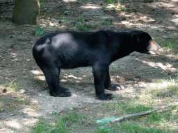 Sun Bear at the Ouwehands Dierenpark zoo