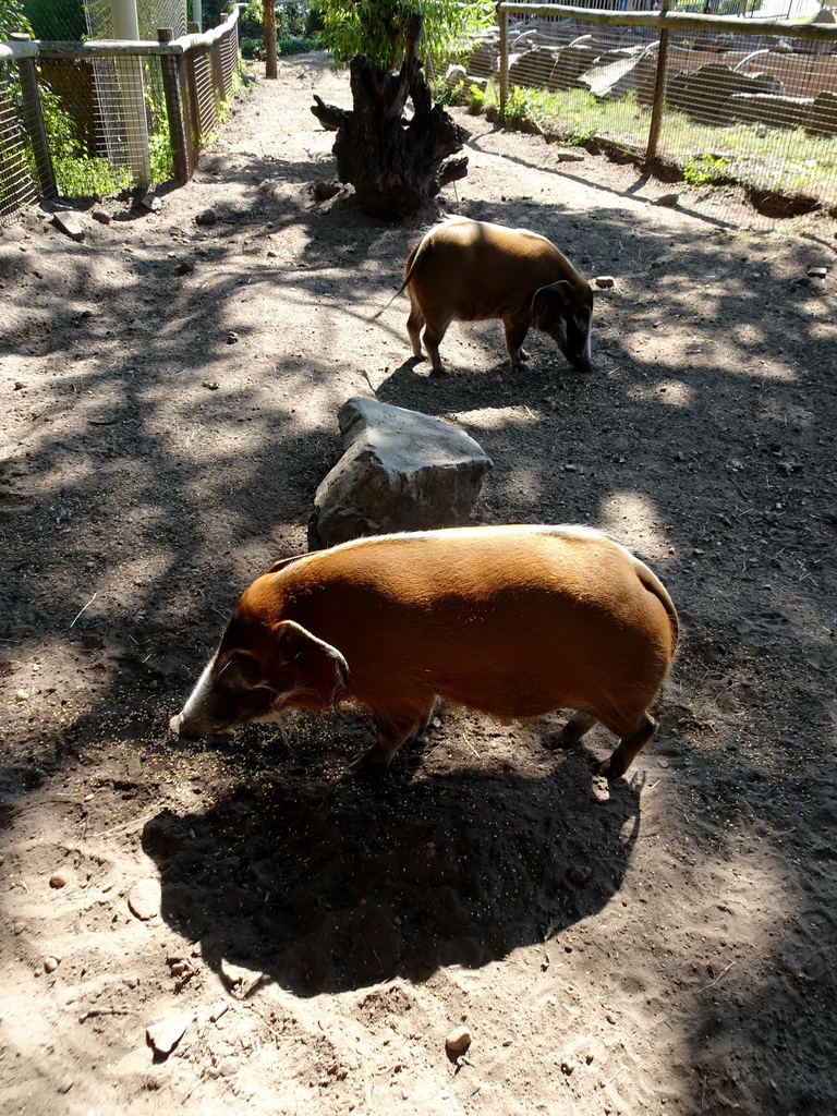 Red River Hogs at the Ouwehands Dierenpark zoo