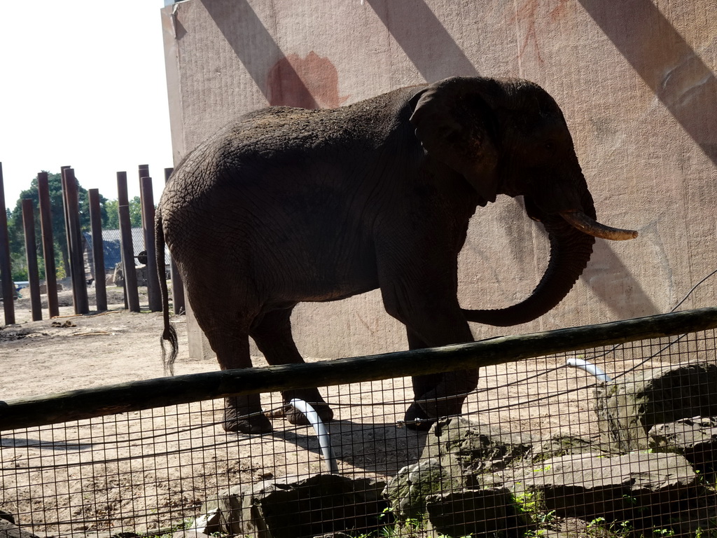 African Elephant at the Ouwehands Dierenpark zoo