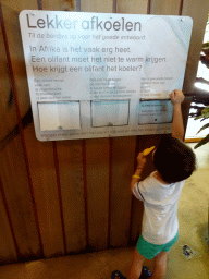 Max playing a game at the indoor enclosure of the African Elephants at the Ouwehands Dierenpark zoo