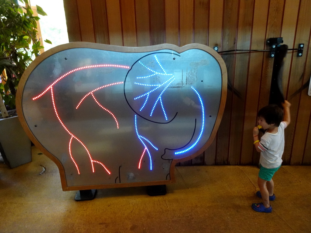 Max playing a game at the indoor enclosure of the African Elephants at the Ouwehands Dierenpark zoo