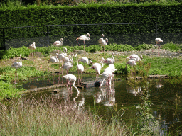 Greater Flamingos at the Ouwehands Dierenpark zoo