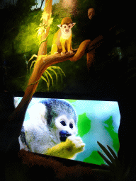 Skull, painting and photograph of a Squirrel Monkey at the Gorilla Adventure at the Ouwehands Dierenpark zoo