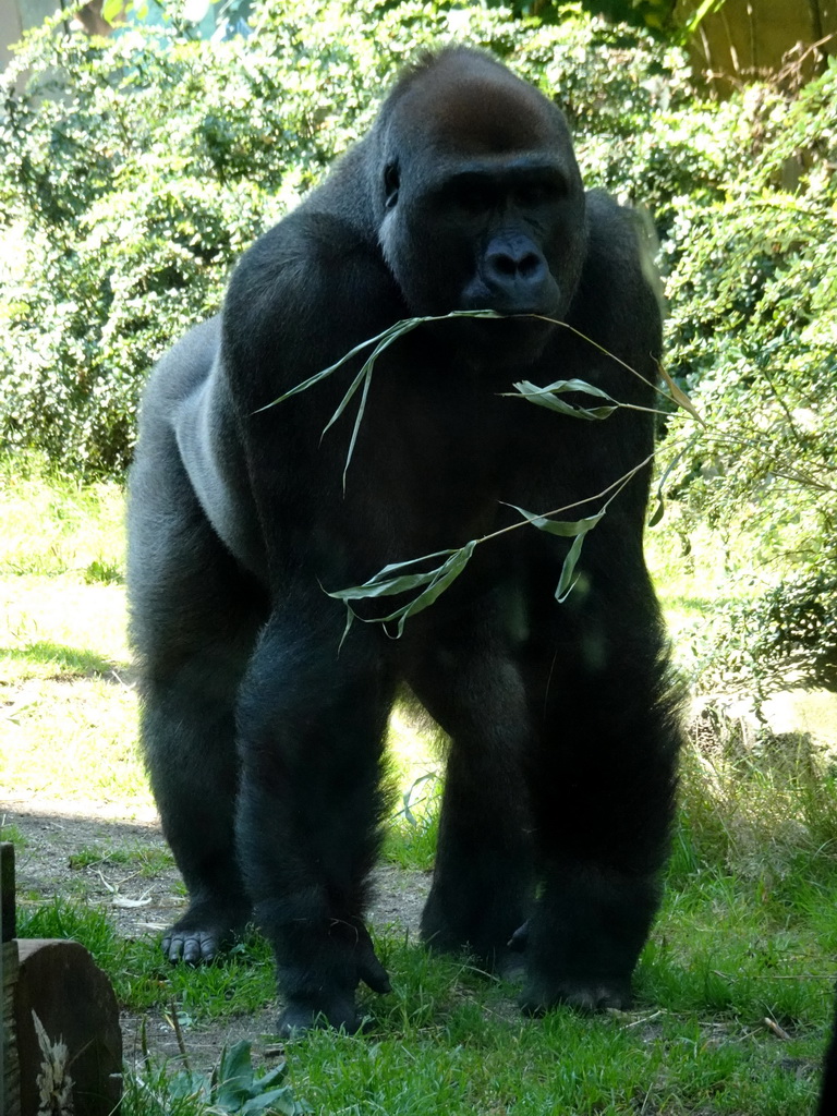 Western Lowland Gorilla at the Gorilla Adventure at the Ouwehands Dierenpark zoo