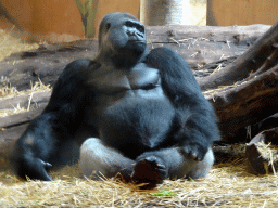 Western Lowland Gorilla at the Gorilla Adventure at the Ouwehands Dierenpark zoo