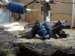 Western Lowland Gorilla at the Gorilla Adventure at the Ouwehands Dierenpark zoo