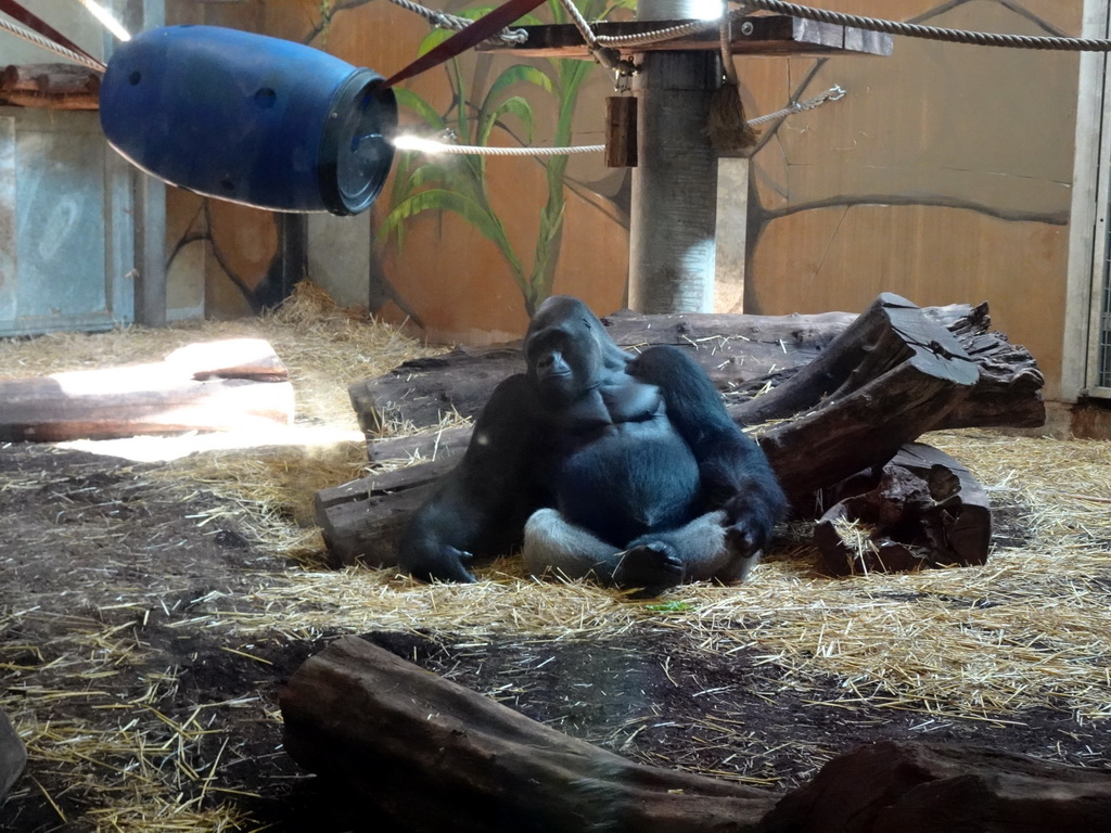 Western Lowland Gorilla at the Gorilla Adventure at the Ouwehands Dierenpark zoo