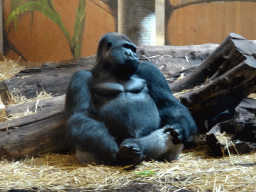 Western Lowland Gorilla at the Gorilla Adventure at the Ouwehands Dierenpark zoo