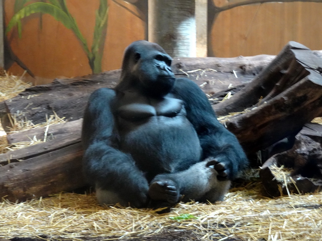 Western Lowland Gorilla at the Gorilla Adventure at the Ouwehands Dierenpark zoo