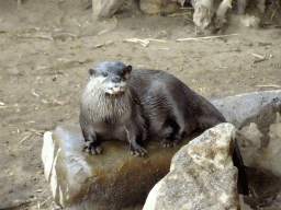 Asian Small-clawed Otter at the RavotAapia building at the Ouwehands Dierenpark zoo