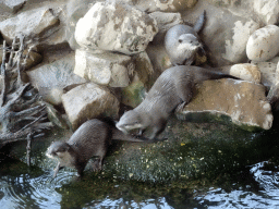 Asian Small-clawed Otters at the RavotAapia building at the Ouwehands Dierenpark zoo