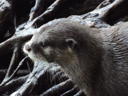 Asian Small-clawed Otter at the RavotAapia building at the Ouwehands Dierenpark zoo