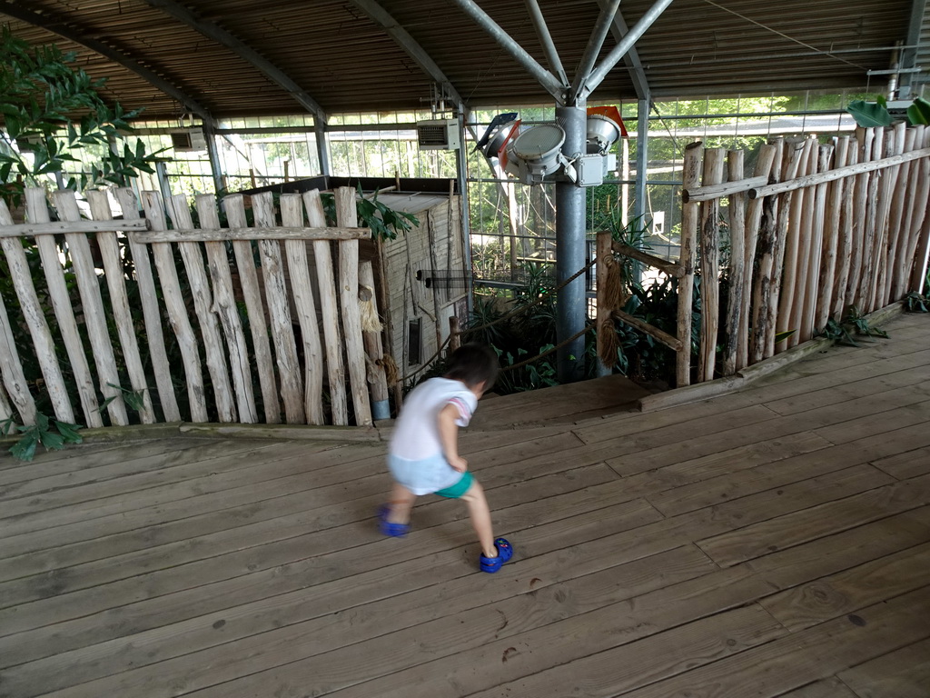 Max at the highest point of the RavotAapia building at the Ouwehands Dierenpark zoo