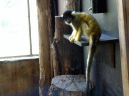 Squirrel Monkey at the RavotAapia building at the Ouwehands Dierenpark zoo