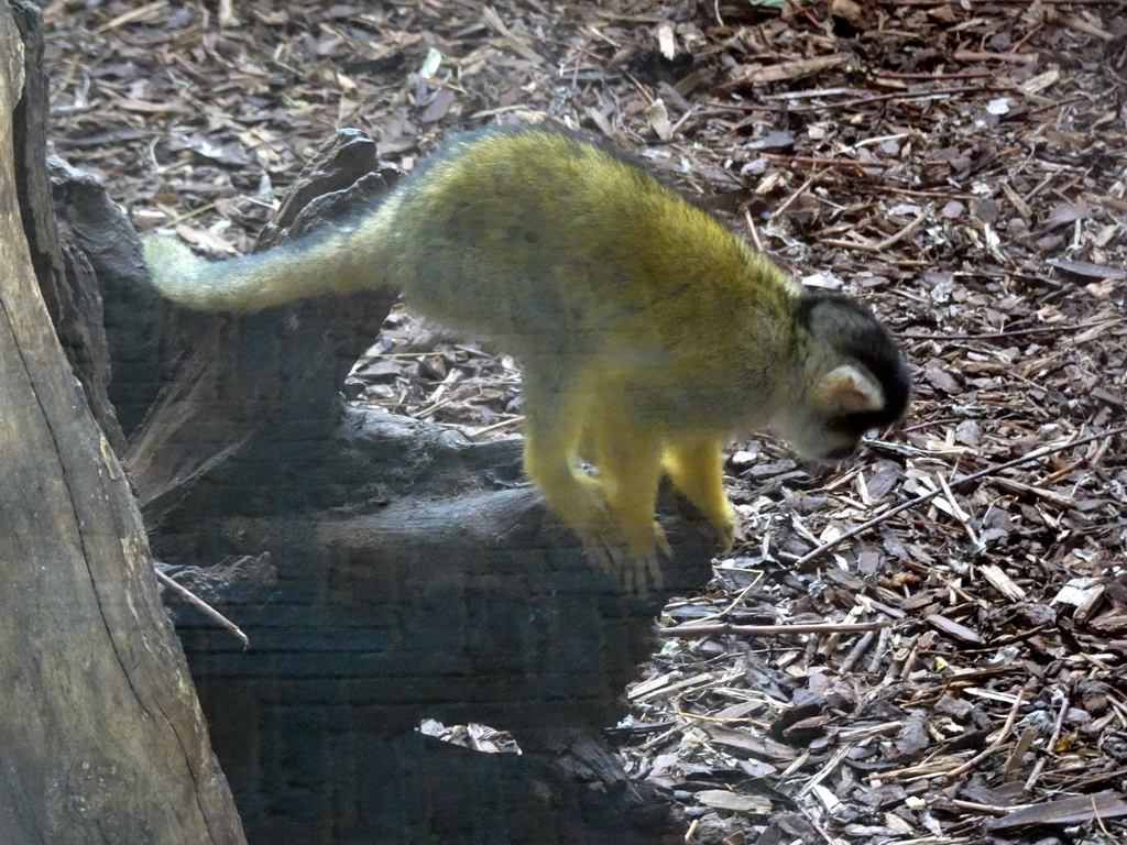 Squirrel Monkey at the RavotAapia building at the Ouwehands Dierenpark zoo