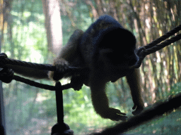 Squirrel Monkey at the RavotAapia building at the Ouwehands Dierenpark zoo