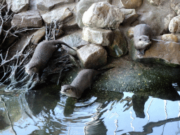 Asian Small-clawed Otters at the RavotAapia building at the Ouwehands Dierenpark zoo