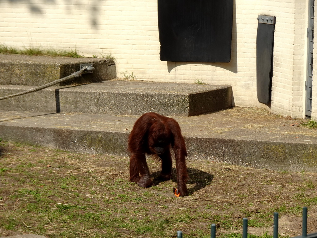 Orangutan at the Ouwehands Dierenpark zoo